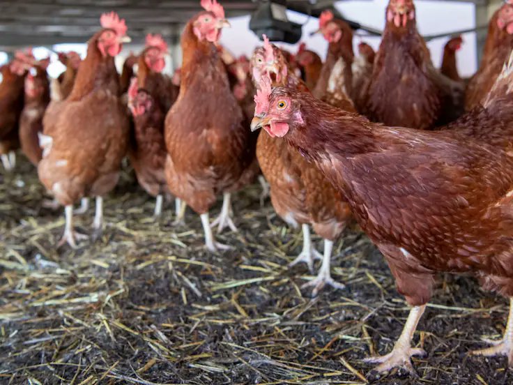 Chile suspende todas sus exportaciones avícolas tras detectar influenza aviar H5N1 en plantel industrial de El Monte