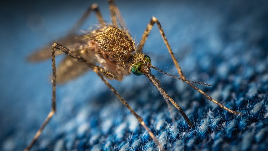 El insecto más poderoso de los Andes: el mosquito que cerró seis carriles de frontera internacional