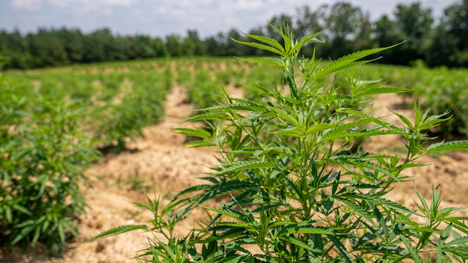 PDI erradica 111 mil plantas de cannabis: 50 toneladas y $290 mil millones fuera del narco