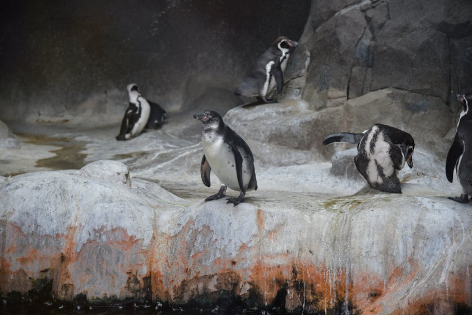 Inician restauración ecológica en Isla Cachagua para proteger al pingüino de Humboldt